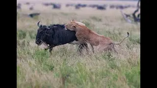 Lion chasing Wildebeest