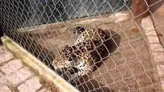 Rugido da on&ccedil;a