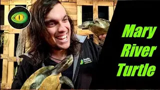 The plight of the Mary River Turtle