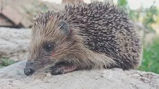 Adorable&hellip; Until They Attack! 7 Cute Kill animals #animals