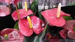 Антуриум - цветок фламинго. Секреты ухода