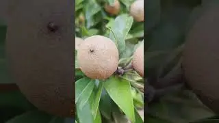 sapota tree