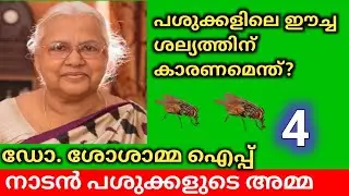 പശുക്കളിലെ ഈച്ച ശല്യത്തിന് കാരണമെന്ത്? | ഡോ. ശോശാമ്മ ഐപ്പ്