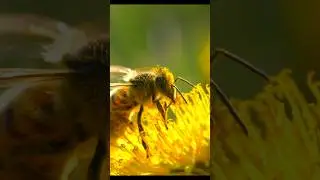 A drunk little honey bee😂🐝 #bee #drunk #funny #nature #beautiful #bug