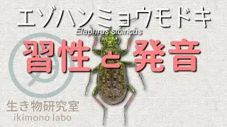 【エゾハンミョウモドキ】習性と発音　Elaphrus sibiricus