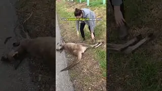 Heartwarming Kangaroo Rescue Moments 🦘❤️
