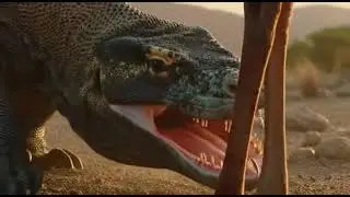 This Animal Eats Its Prey Alive 😱 | Komodo Dragon2️⃣ The World&rsquo;s Deadliest Lizard | Komodo Dragon