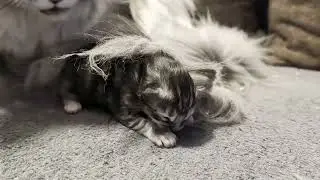 Day 4: A Mother’s Care 🐾 Lise Cleans and Cuddles Her Kitten