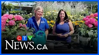 Get Growing: Hot weather watering