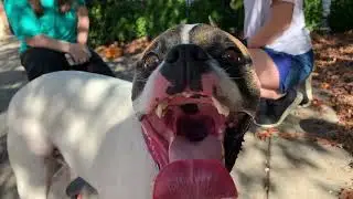 Agape Animal Rescue // Adopt Willow