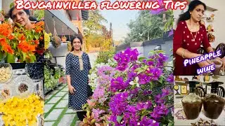  കടലാസ് ചെടിയിൽ പൂക്കൾ നിറക്കാം🥰 കൂടെ ഈസ്റ്റും ഗോതമ്പും ചേർക്കാത്ത വൈനും ഉണ്ടാക്കാം|Anithasree#home 