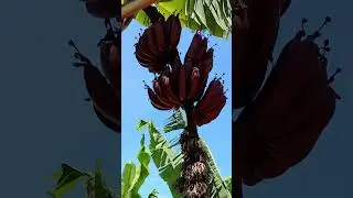 banana roxa  propriedades  #plantas
