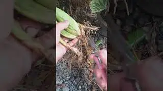 dancing lady orchids for propagation #dancinglady  #orchids #propagation