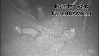 Garduña, Gineta y fauna por fototrampeo