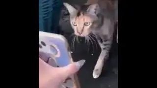Trop Mignon  La Belle Histoire du Chat perdu