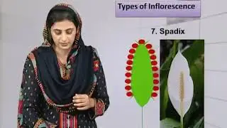 Biology- Fsc Part 1 Chapter 9 Terms to Describe Floral characters of plants - Biology