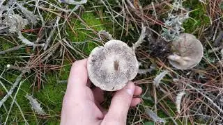 Clitocybe inornata. Identificaci&oacute;n.