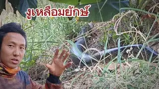 งูเหลือมยักษ์โคตรใหญ่ข้างทาง ในไร่ข้าวโพดชาวบ้าน ถ้ายังอยู่ช่วงเก็บเกี่ยวอันตรายแน่