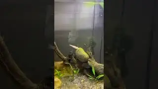 Кормление павлиньего окуня &mdash; это БЕЗУМИЕ!!