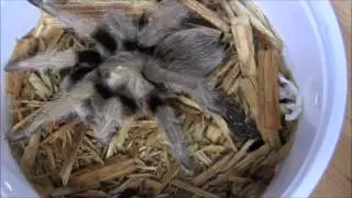 Desert Blonde Tarantula