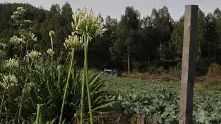 Flowers and Butterflies in a Grass field