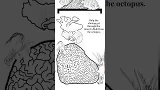 How big is your Brain Coral