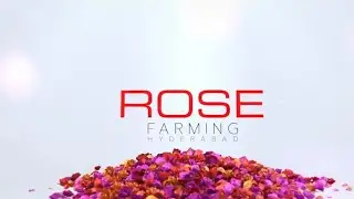Award Winning Documentary on Rose I Rose Farming Hyderabad