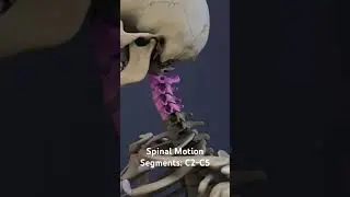 Spinal Motion Segments: C2-C5