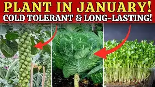 15 Plant Crops You Must Plant in January — Cold Tolerant & Long-Storing Crops