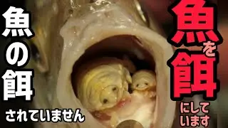 魚の舌を切り舌となるズル賢きかわいい寄生虫「ウオノエ」【ぴえん過ぎる生き物紹介】