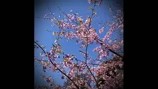 Japanese Tanka Poem about the First Wind of Spring