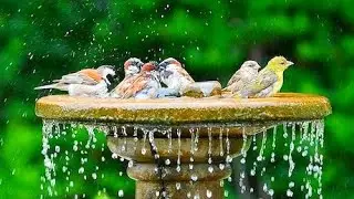 Birds bath videos/birds bathing/birds bath/bird videos/