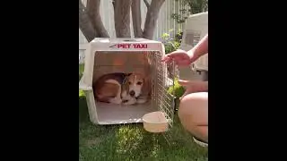 The ALL STARS Rescue - 15 Former Research Beagles Home to Canada