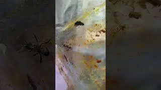 Pazartesi Verilen Şurup Bitmiş.Fondan Yarıya inmiş. Kalan Şurubu Bir kaç arıya dağıttım🐝🐝🐝🇹🇷🇹🇷🇹🇷 