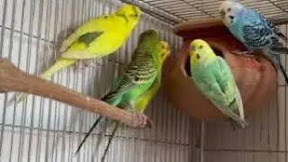 How to get good pets in 10 minadopt me custom pets game 1 23 2026