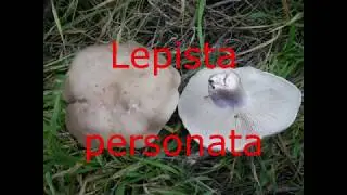 Mushrooms - Setas 7. Lepista personata (Pie violeta)