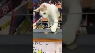 😻Funny cats. The cat's counting money!  #adventures #cat #money #counting #shortsvideo #animals