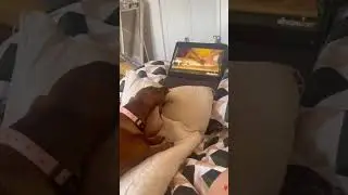 Dog learns baking #shorts #dog #baking