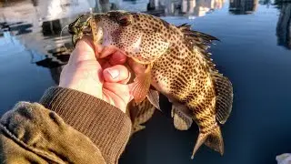 Fishing With Micro Jigs Around Dock Slips