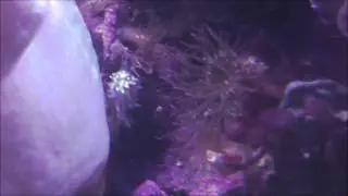 Berghia Nudibranches eating Aiptasia anemones
