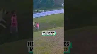 Hero Dog 🐕 Save My Son&rsquo;s Life 😭😭#hero #dog #dogs #shortsfeed #funfordayz98 #short