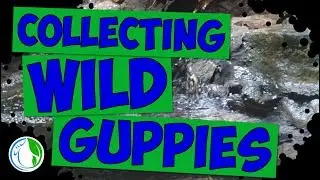 CATCHING LOCAL NATIVE AND WILD GUPPIES - Collecting For You!!! 🐟💦