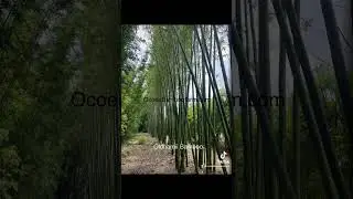 What Bamboo Plants Do Well In Florida -Learn From Ocoee Bamboo Farm Experts 407-777-4807
