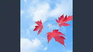 Folhas ao Vento