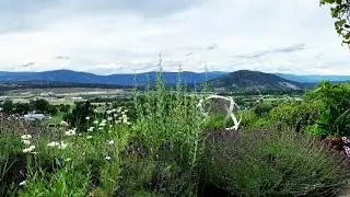 Peaceful Valley Views With Birds Chirping 4 Hour VIDEO, Relaxing, Meditation, Spa, Sleep