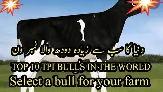 Top 10 Bulls in the world II Top 10 TPI bulls II Best bull in the world II Top number one TPI bull
