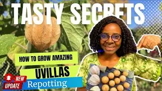 How to Grow UVILLA (Cape Gooseberry, Peruvian Ground Cherry) from Seeds | How & When to Repot| Ep-2