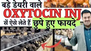 बड़े डेयरी वाले OXYTOCIN INJ सें ऐसे लेते हैँ छुपे हुए फायदे 😇 Oxytocin Injection Uses