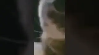 #chipichipichapachapadubidubidabadaba