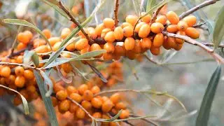 Arctic Flavors Sea Buckthorn Powder